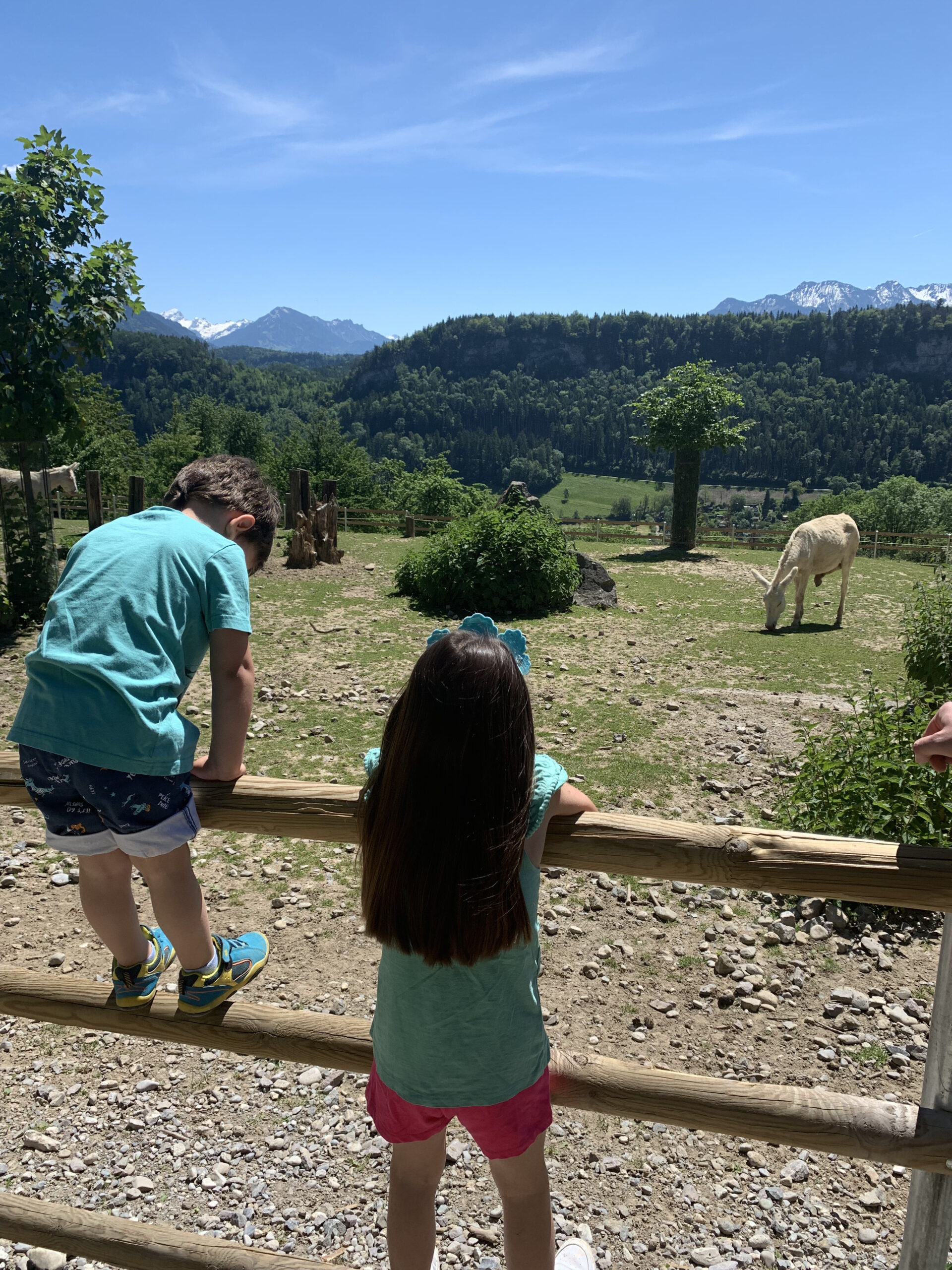 Der schöne weiße Esel